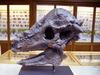 Pachycephalosaurus - Wiki