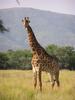 Giraffe (Giraffa camelopardalis) - Wiki