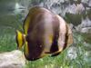 Orbicular Batfish (Platax orbicularis) - Wiki