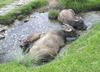 Asiatic Water Buffalo (Bubalus bubalis) - Wiki