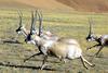 Tibetan Antelope (Pantholops hodgsonii) - Wiki