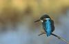 Common Kingfisher (Alcedo atthis) - Wiki