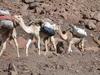 Dromedary Camel (Camelus dromedarius) - Wiki