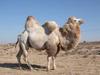 Bactrian Camel (Camelus bactrianus) - Wiki