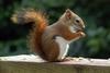 American Red Squirrel (Tamiasciurus hudsonicus) - Wiki