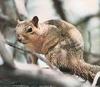 아메리카붉은다람쥐 (동물이름사전)