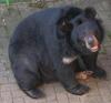 Asiatic Black Bear (Ursus thibetanus) - Wiki