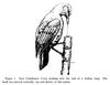 New Caledonian Crow (Corvus moneduloides) - Wiki
