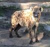 Spotted Hyena (Crocuta crocuta) - Wiki