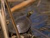 Painted Turtle (Chrysemys picta) - Wiki