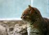 Rusty-spotted Cat (Prionailurus rubiginosus) - Wiki