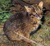 Iriomote Cat (Prionailurus bengalensis iriomotensis) - Wiki