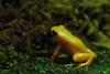 Golden Mantella (Mantella aurantiaca) - Wiki