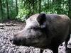 Wild Boar (Sus scrofa) - Wiki