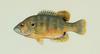Green Sunfish (Lepomis cyanellus) - Wiki