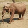 African Elephant (Loxodonta sp.) - Wiki
