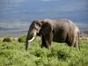African Bush Elephant (Loxodonta africana) - Wiki