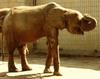 African Forest Elephant (Loxodonta cyclotis) - Wiki