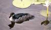 Green Pygmy Goose (Nettapus pulchellus) - Wiki