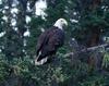 Bald Eagle (Haliaeetus leucocephalus) - Wiki