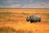 Black Rhinoceros (Diceros bicornis) - Wiki