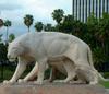 American Lion (Panthera leo atrox) - Wiki