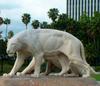 American Lion (Panthera leo atrox) - Wiki