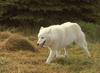 Arctic Wolf (Canis lupus arctos) - Wiki
