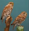 Little Owl (Athene noctua) - Wiki