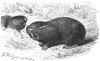 Blind Mole Rat (Spalacidae - Spalacinae) - Wiki