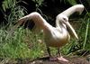 Great White Pelican (Pelecanus onocrotalus) - Wiki