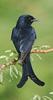 Black Drongo (Dicrurus macrocercus) - Wiki