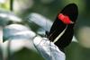 Small Postman Butterfly (Heliconius erato) - Wiki