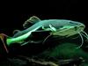 Redtail Catfish (Phractocephalus hemioliopterus) - Wiki