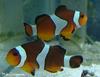 Clown Anemonefish / Ocellaris Clownfish (Amphiprion ocellaris) - Wiki