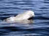 Beluga Whale / White Whale (Delphinapterus leucas) - Wiki