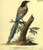 Azure-winged Magpie (Cyanopica cyana) - Wiki
