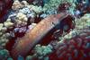 Turkey Moray Eel (Gymnothorax meleagris) - Wiki