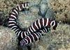 Zebra Moray Eel (Gymnomuraena zebra) - Wiki