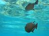 Black Triggerfish / Black Durgon (Melichthys niger) - Wiki