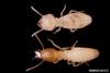 Formosan Subterranean Termite (Coptotermes formosanus) - Wiki
