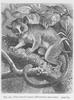 Pygmy Mouse Lemur (Microcebus myoxinus) - Wiki