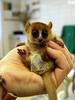 Goodman's Mouse Lemur (Microcebus lehilahytsara) - Wiki