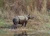 Javan Rhinoceros (Rhinoceros sondaicus) - Wiki