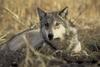 Gray Wolf (Canis lupus) - Wiki