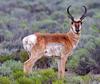 Pronghorn Antelope (Antilocapra americana) - Wiki