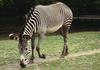 Grevy's Zebra (Equus grevyi) - Wiki