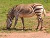 Mountain Zebra (Equus sp.) - Wiki