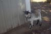 Pygmy Goat (Capra hicus) - Wiki