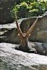 Alpine Ibex (Capra ibex) - Wiki